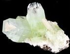 Zoned Apophyllite Crystal Cluster with Stilbite - India #44327-1